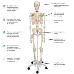 Human Skeleton